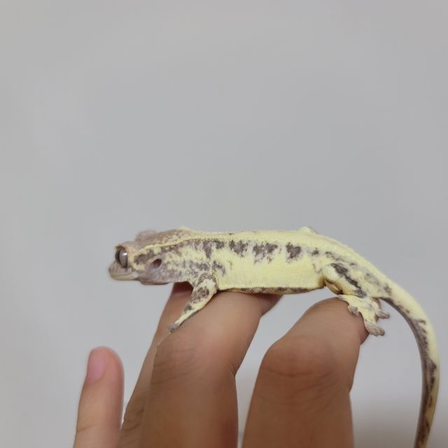 프라푸치노