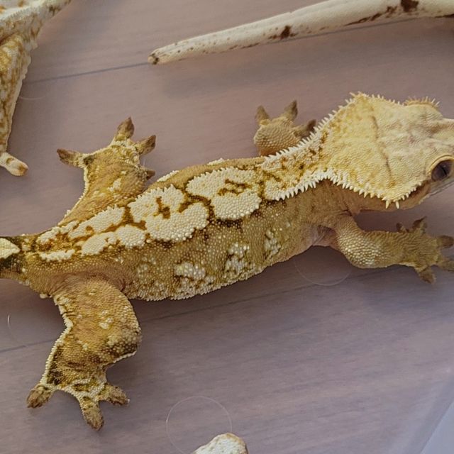 크림