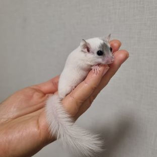 하이 화이트