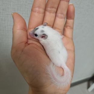 하이 화이트