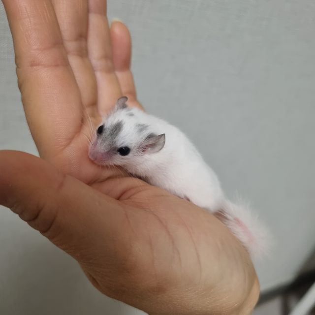 하이 화이트