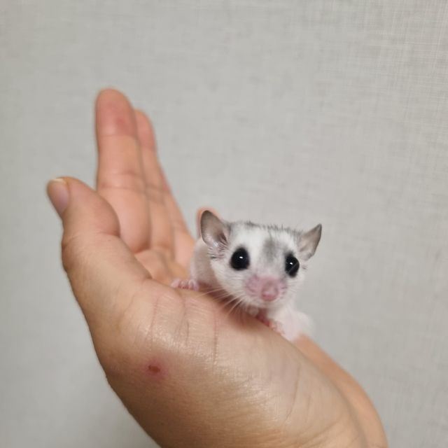하이 화이트