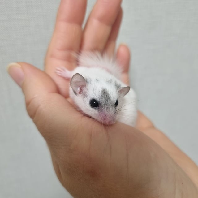 하이 화이트