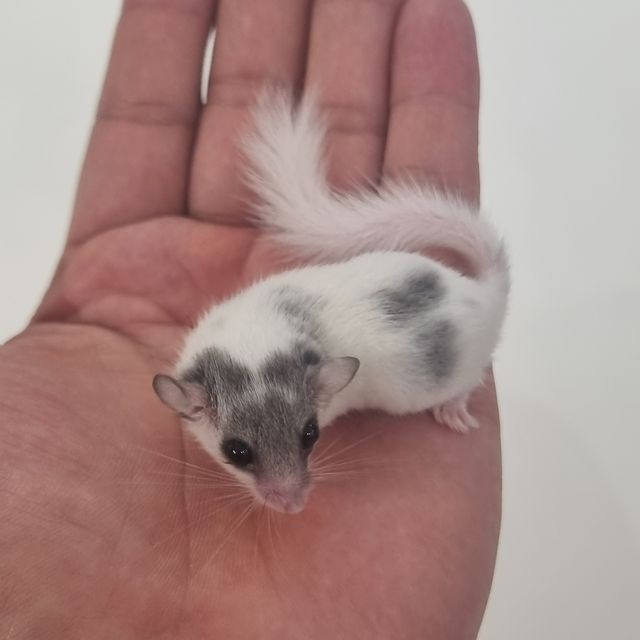 달마시안