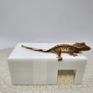 꼬8.1