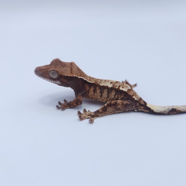 카푸치노 화이트크라운