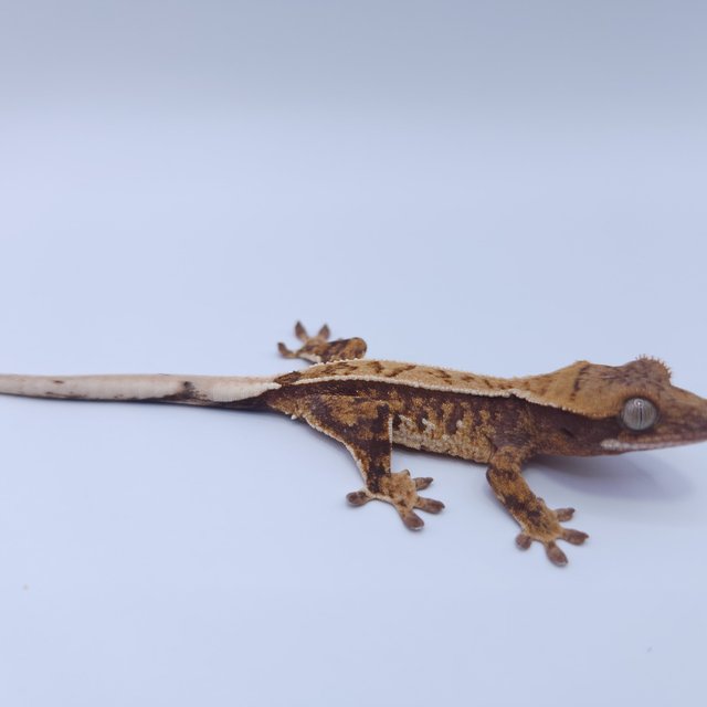 트라이 화이트크라운 핀스트라이프 텐저린