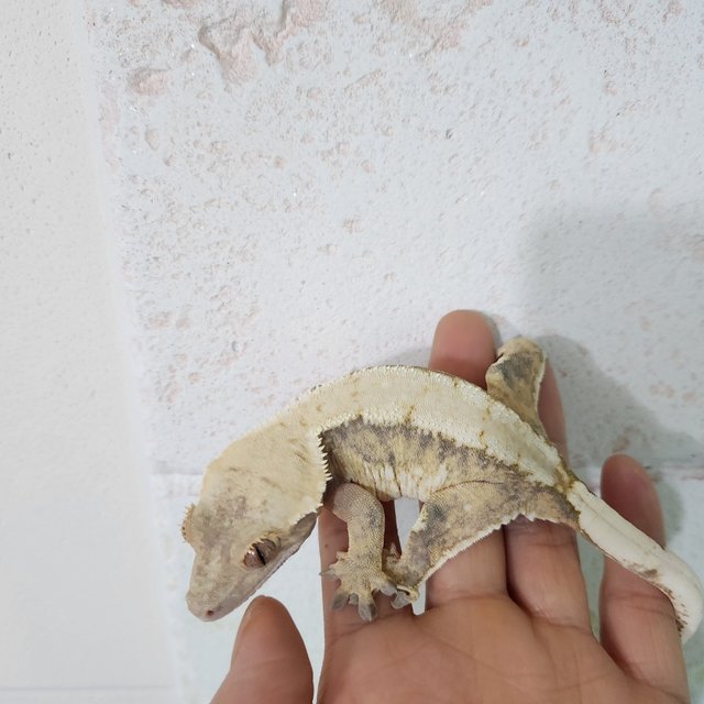 트라이 화이트 텐저린