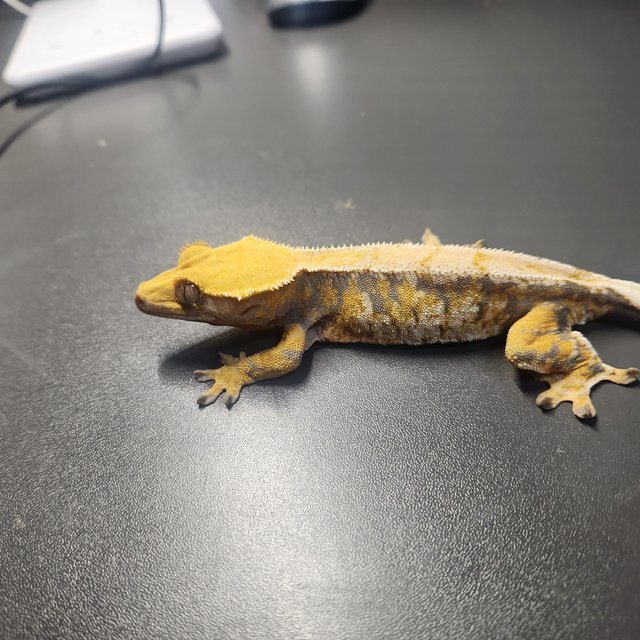 트라이 바브 드리피 화이트스팟