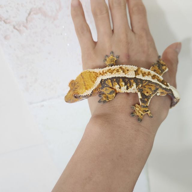 트라이 텐저린 바브