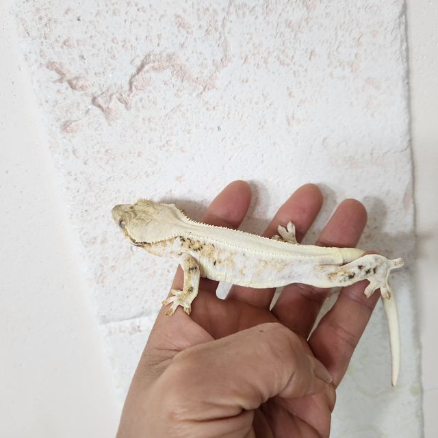 릴리화이트 솔리드백