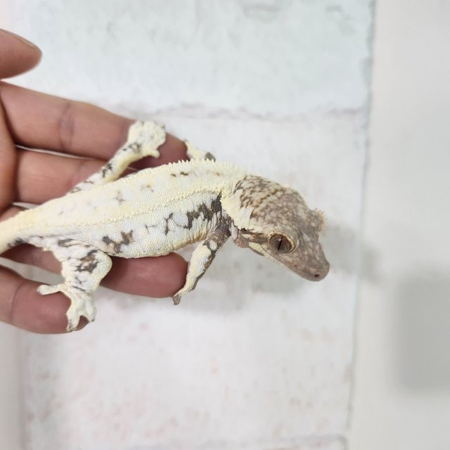 릴리화이트 화이트스팟 드리피