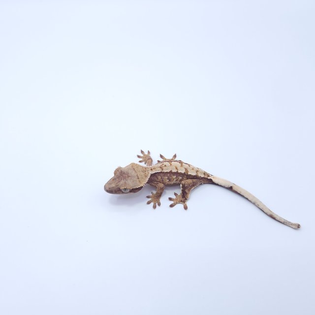 트라이 텐저린 익스트림할리퀸 화이트크라운