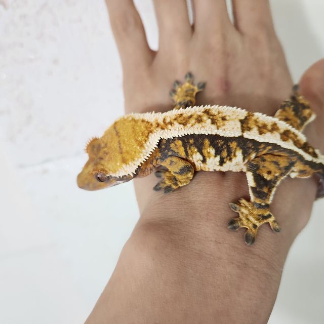 트라이 텐저린 바브