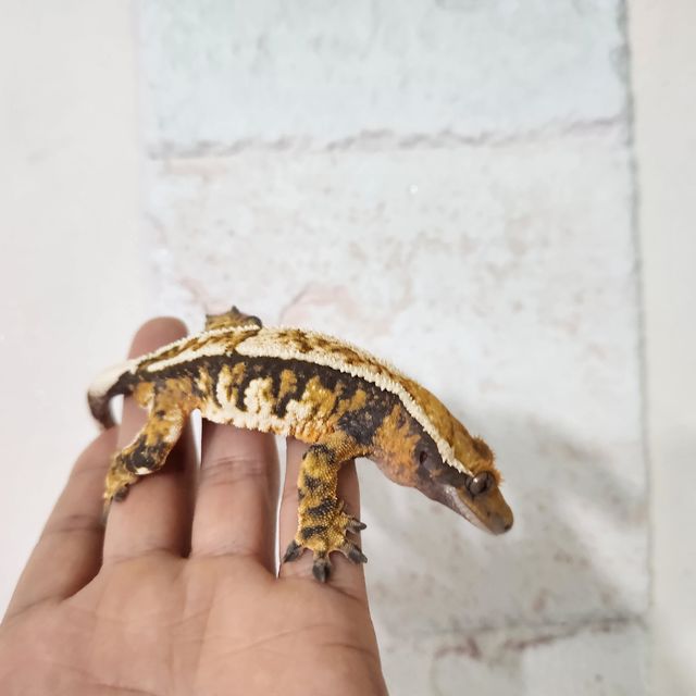 트라이 텐저린 바브