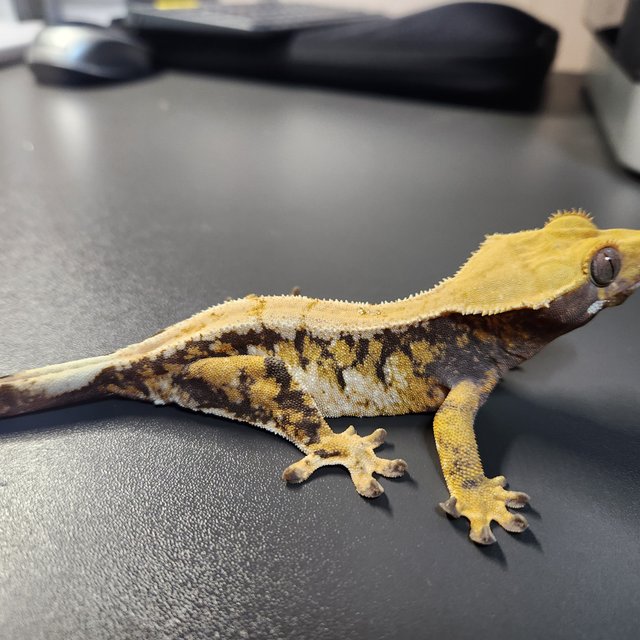 트라이 바브 드리피 화이트스팟