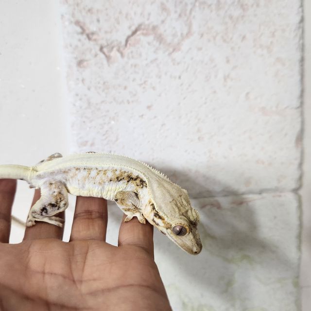 릴리화이트 솔리드백