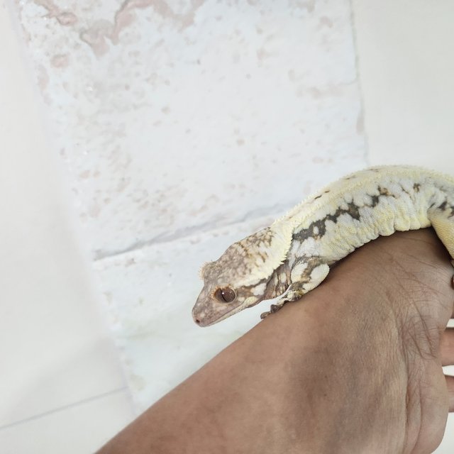 릴리화이트 화이트스팟 드리피