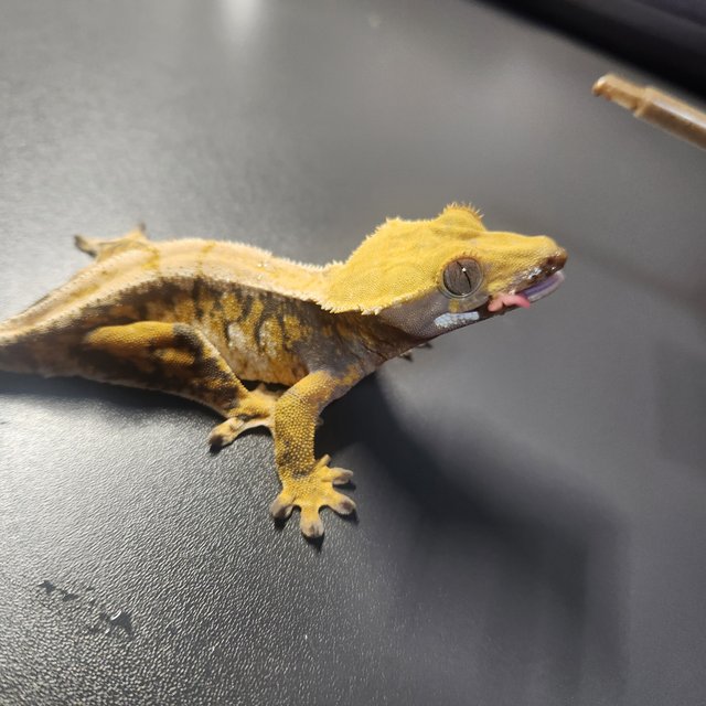 트라이 바브 드리피 화이트스팟