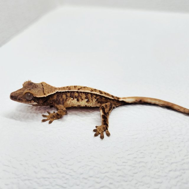 트라이 텐저린 익스트림할리퀸