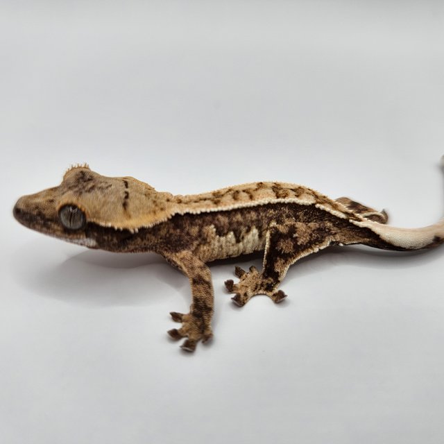 트라이 익스트림할리퀸 화이트핀 화이트