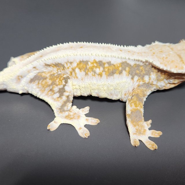 릴리화이트 트라이