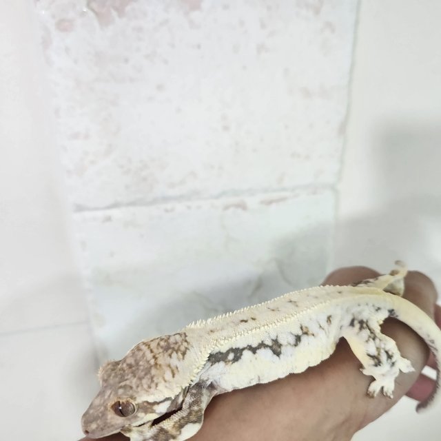 릴리화이트 화이트스팟 드리피