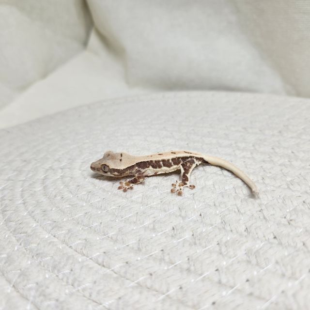 릴리화이트 화이트스팟