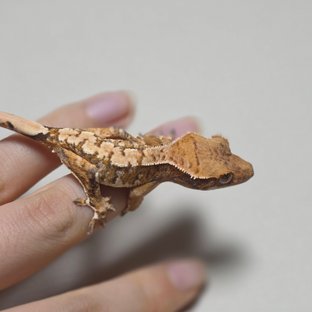 노멀 익스트림할리퀸 텐저린 트라이