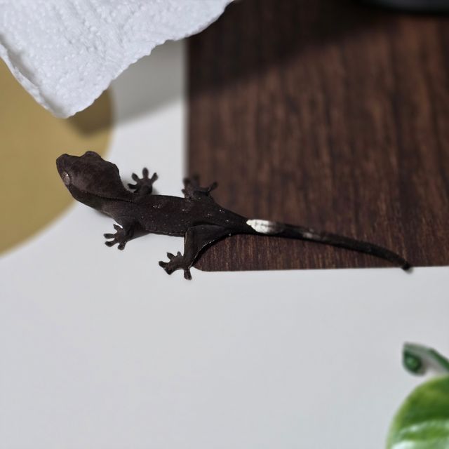 아잔틱