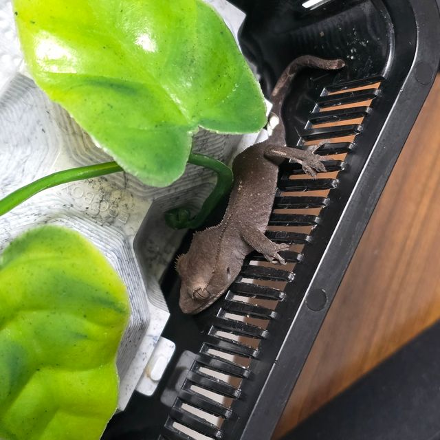 아잔틱