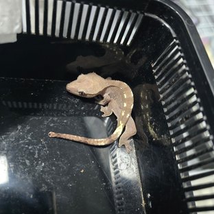 아잔틱