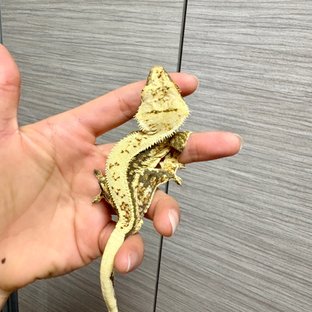 태봉