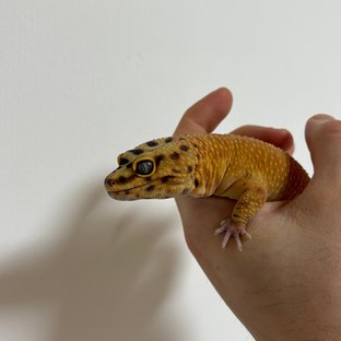 블러드 만다린 선라이즈 썬글로우 노멀