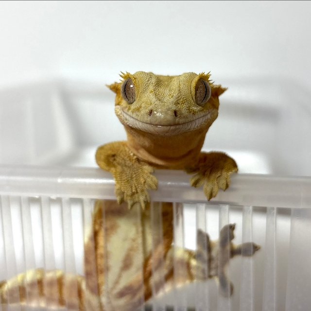 크림 팬텀 릴리화이트