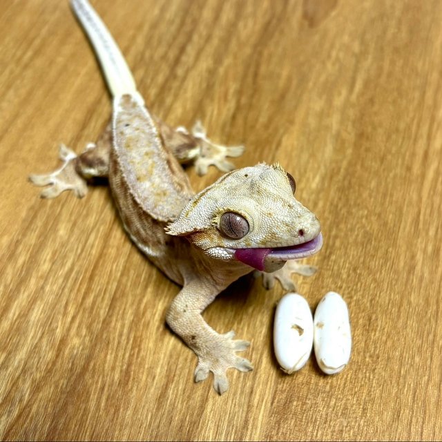 크림 팬텀 릴리화이트