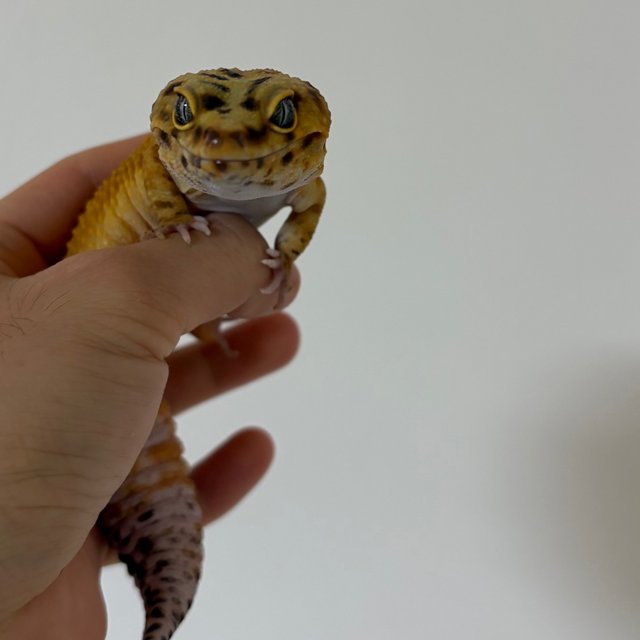 블러드 만다린 선라이즈 썬글로우 노멀