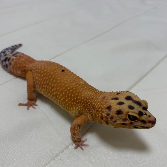 블러드 만다린 선라이즈 썬글로우 노멀