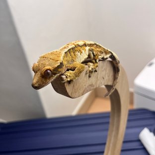 트라이 익스트림할리퀸