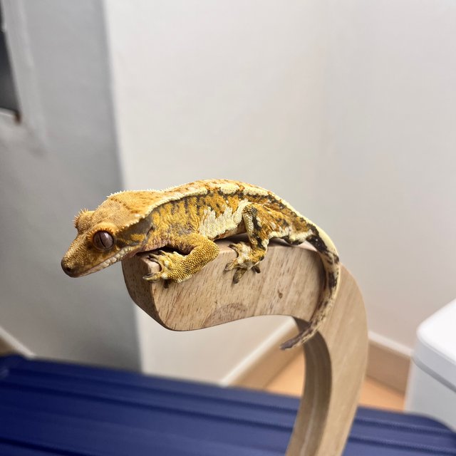 트라이 익스트림할리퀸