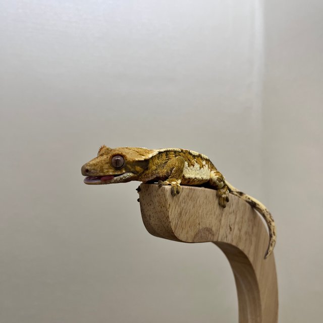 트라이 익스트림할리퀸