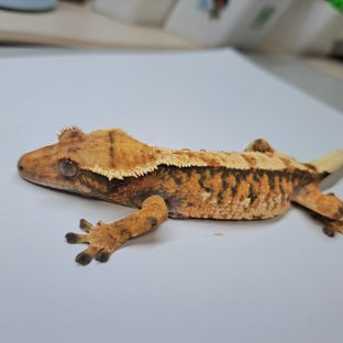트라이