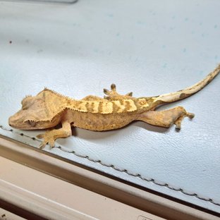 익스트림할리퀸