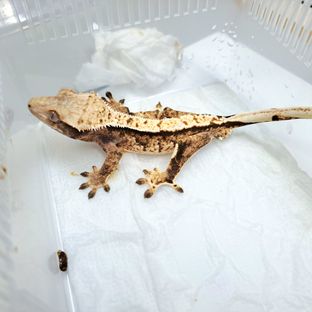 트라이