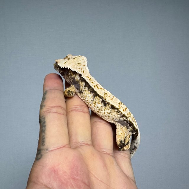 드리피 화이트스팟