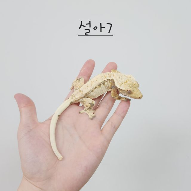 노멀 트라이 드리피