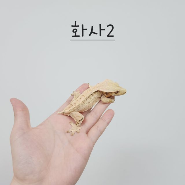노멀 트라이 드리피