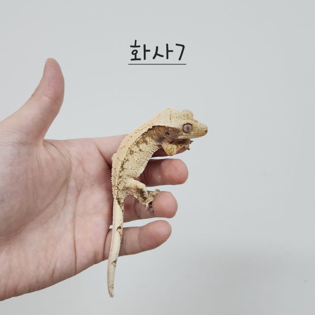 노멀 트라이 드리피