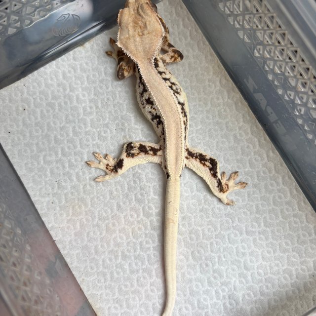 릴리화이트 솔리드백 화이트