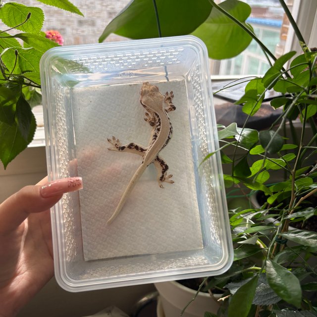 릴리화이트 솔리드백 화이트